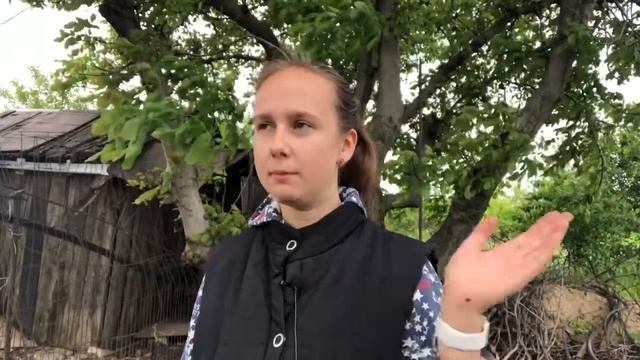 Устраняем причины сухих листьев у авокадо / Luchek_ смотреть онлайн