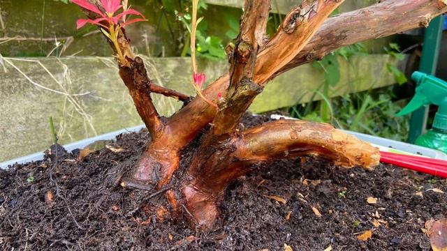 Pieris Japonica Bonsai смотреть онлайн