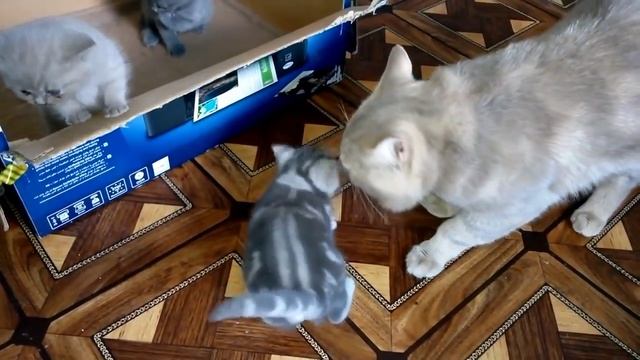 Кот и кошка, говорит Я тебя ЛЮБЛЮ. Разговаривает - Самое милое видео (1)