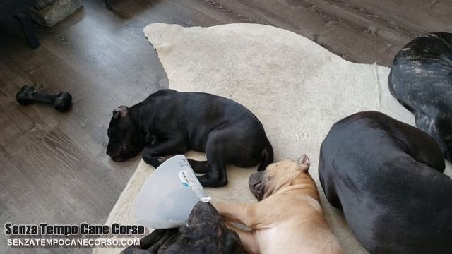 AKC Decision Causes Unintended Consequences in My Pack смотреть онлайн