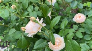 🌹 David Austin's Windermere Rose / AUShomer