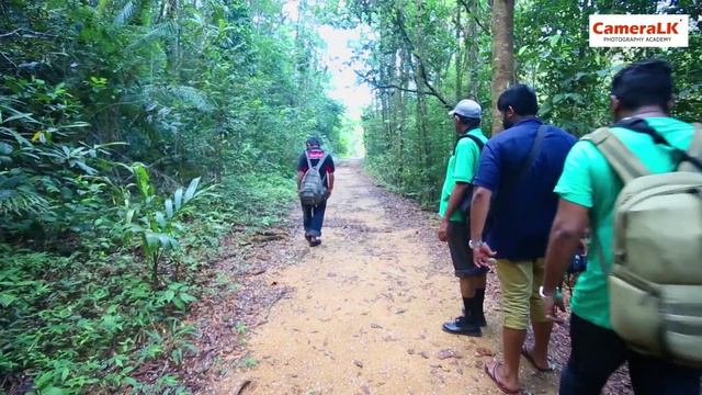 SINHARAJA rain forest....! смотреть онлайн