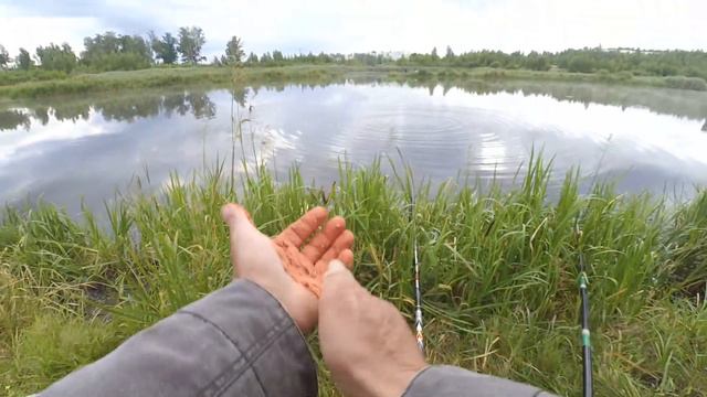 Рыбалка в июле. Рыбалка на поплавок. Летняя рыбалка. Карась Краснопёрка. смотреть онлайн