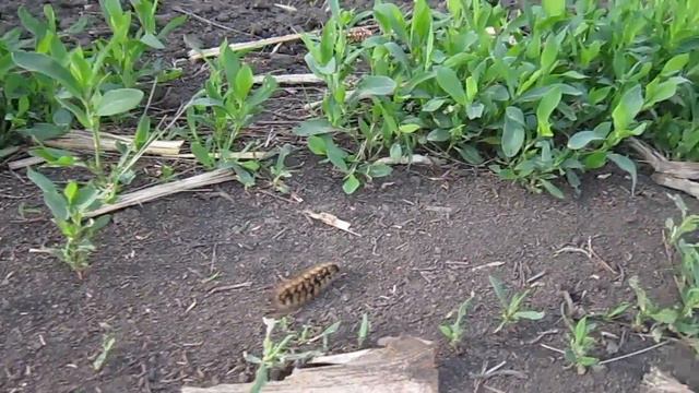 надо немедленно спрятаться смотреть онлайн