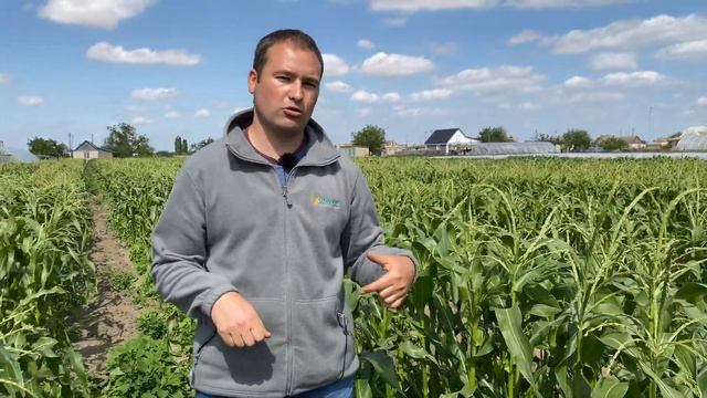 КУКУРУЗА РАССАДОЙ - СХЕМА ПОСАДКИ смотреть онлайн