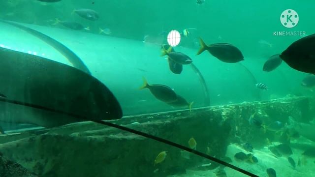 Sydney Aquarium | Sea life Sydney Aquarium| darling Harbour | Australia tourism | смотреть онлайн