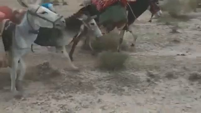 ДАХШАТ КТО ХОЧЕТ НА ГРАНИЦУ ПЕРЕКАТЫ😂 НОМЕР В ОПИСАНИ НАПИСАНО СРОЧНО ЗВАНИТЕ 500 РУБЛЕ СКИТКА смотреть онлайн