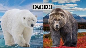Белый медведь VS Медведь гризли