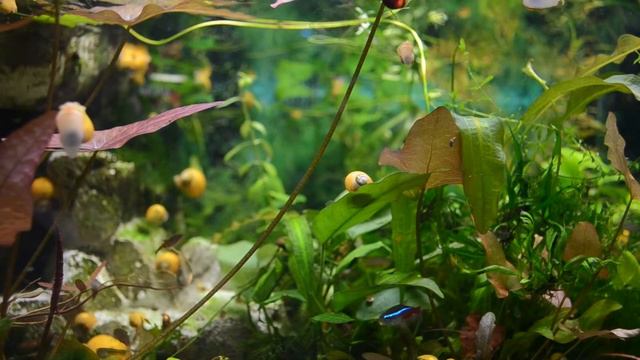 Микрорасборы. Наличие в зоомагазине «СКАТ» 26.03.19 смотреть онлайн