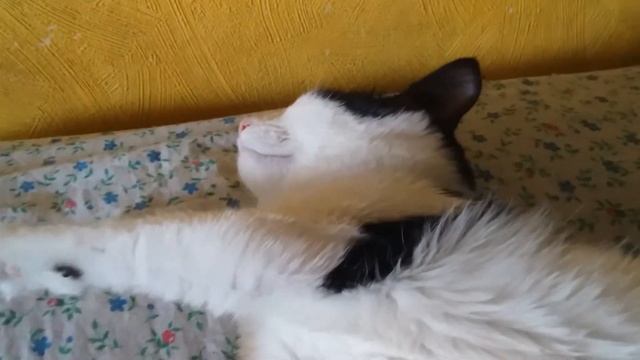 Засоня смотреть онлайн