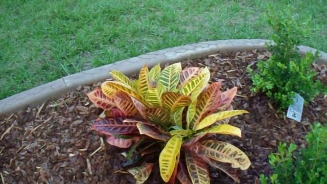 Цветы и кусты вокруг дома.