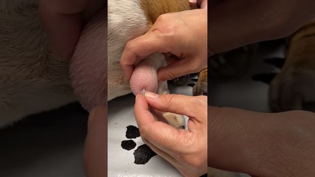 Lipoma in Dogs: Fine Needle Aspiration by a Veterinarian смотреть онлайн