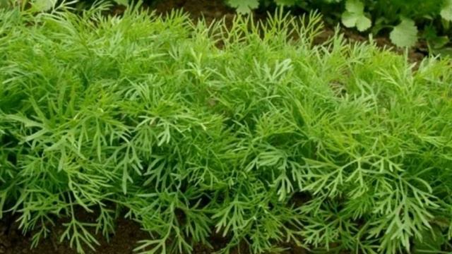 Что добавить в воду при поливе укропа, чтобы он вырос пышный, сочный и ароматный смотреть онлайн