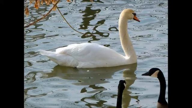 Лебединая верность смотреть онлайн