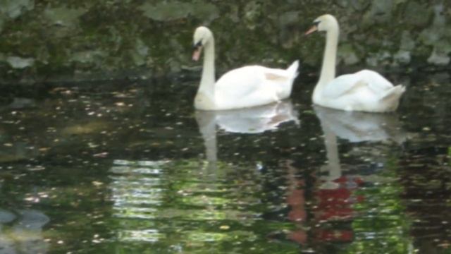 Rondo Veneziano - Floralis смотреть онлайн
