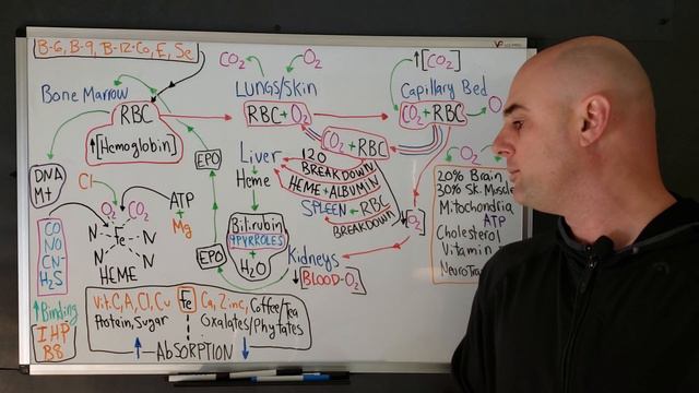 [pt1] Anemia-Suffocation: Iron, B-12, B-6, B-9, Magnesium, Copper, Glutathione-Selenium, Vitamin E смотреть онлайн