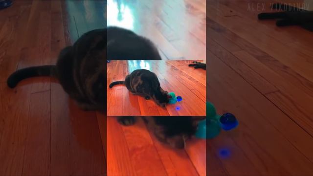 Спиннер для кота смотреть онлайн