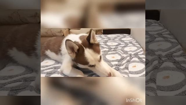 (HASKY)Хаски возмущается/Хаски орет на хозяина смотреть онлайн