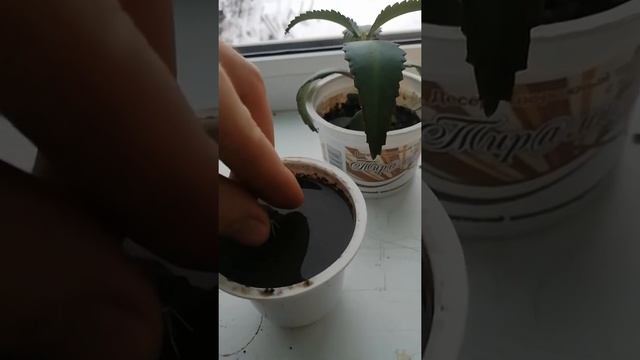 Рассада каланхое смотреть онлайн