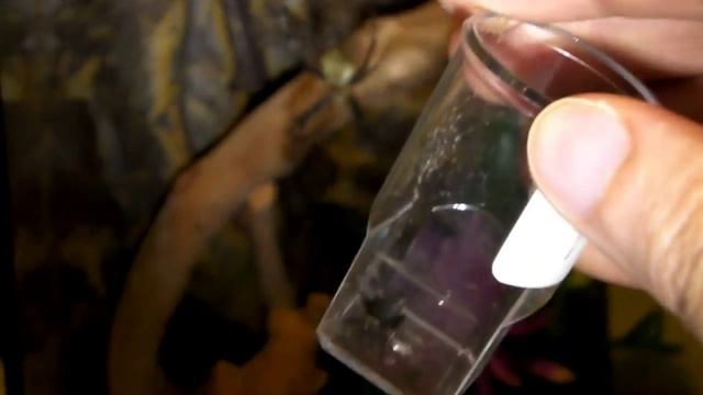 Tarantula Feeding Video 27 (Camel Spiders included!) смотреть онлайн