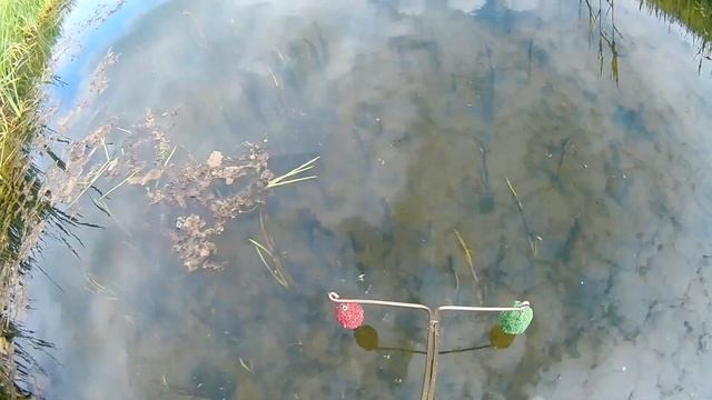 Как реагирует рыба на прикормку TRAPER. Подводное видео.