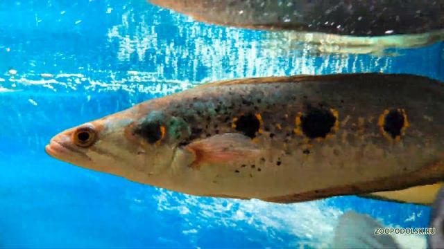 Глазчатый змееголов трехточечный - Channa pleurophthalma смотреть онлайн