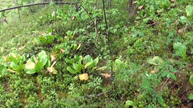 Экология -ЗОЛОТО. смотреть онлайн