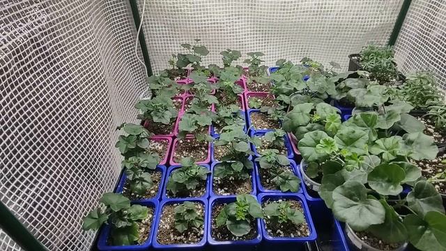 Сделайте это с пеларгонией в феврале. Почему желтеет и сохнет лист. Подготовка пеларгонии к весне. смотреть онлайн