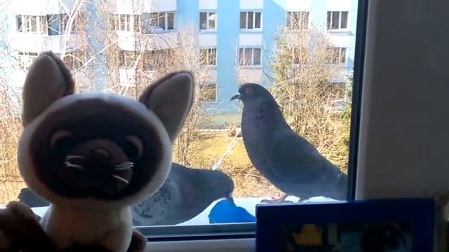 голуби едят семечки смотреть онлайн