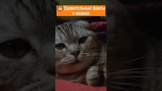 Секрет уникального узора на носу кошек: Раскрытие тайны! смотреть онлайн