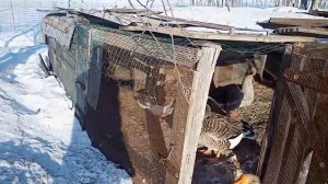 Содержание гусей в зимний период