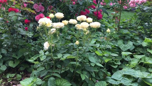 Роза Кордана (Kordana) в открытом грунте