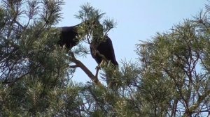 ВОРОН. Весенние игры воронов, голоса, звуки, крик