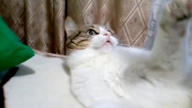 МИЛЫЙ КОТИК 🥰