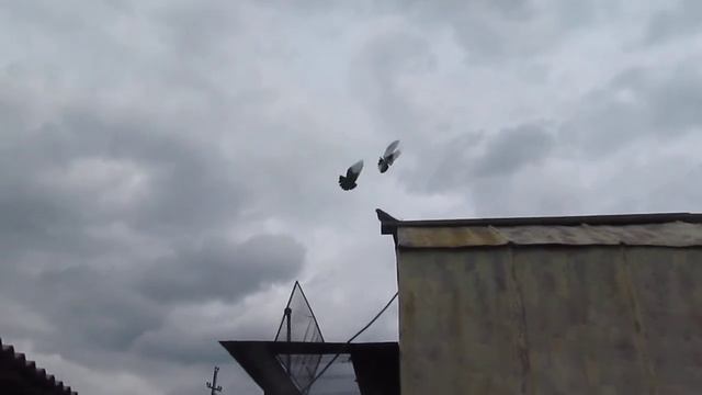 Курские турманы 23 смотреть онлайн