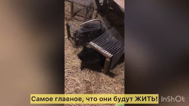 ЛИСЫ ЧЕРНОБУРКИ спасённые со зверофермы смотреть онлайн