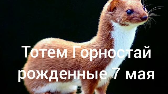 Тотем Горностай рождённые 7 мая смотреть онлайн