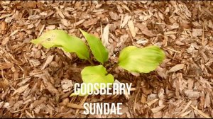 Красивые хосты в саду. Какую хосту выбрать? - Обзор 19 сортов хост.