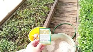 Как подготовить грядку и чеснок для осенней посадки.Готовим грядки для посадки озимого чеснока27сен