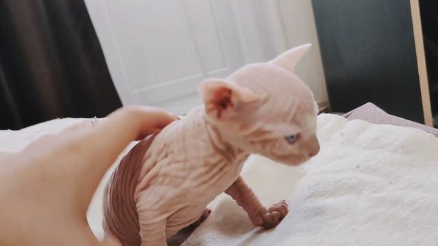 Котята канадского сфинкса! смотреть онлайн