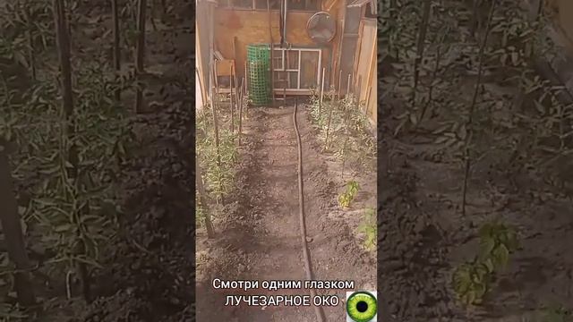 самая дешёвая теплица из целлофана за 5 тыр. смотреть онлайн