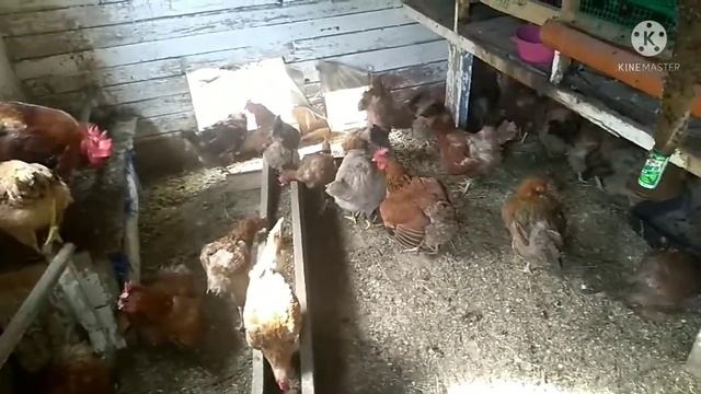 Витамины для кур. Дёшево и сердито!