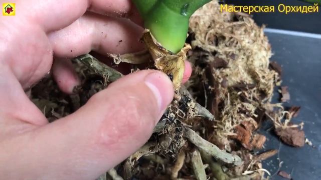 Как спасти УМИРАЮЩУЮ ОРХИДЕЮ? Срочно начинаем РЕАНИМИРОВАТЬ орхидею пока еще не ПОЗДНО! смотреть онлайн