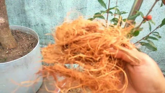 বেদানা গাছে ফুল আসার পর কি করনীয় এবং মাটির ময়েশ্চার ধরে রাখতে এই গরমে কিভাবে করবেন ? смотреть онлайн