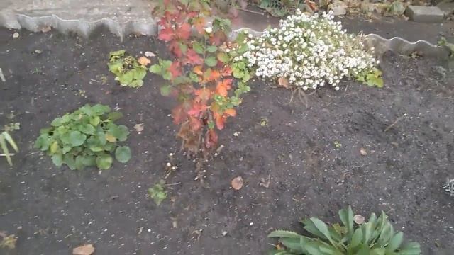 ДАЧА - ВЛАГОЗАРЯДНЫЙ ПОЛИВ - УКРЫЛИ ГОРТЕНЗИЮ - ПОБЕЛКА ДЕРЕВЬЕВ смотреть онлайн