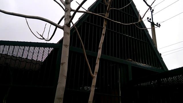 Зоопарк в Васильевке 2ч. смотреть онлайн