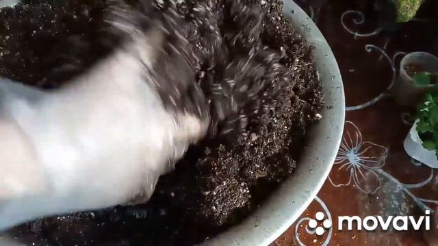 развитие петуний из самосборных семян, пересадка их на постоянное место. смотреть онлайн