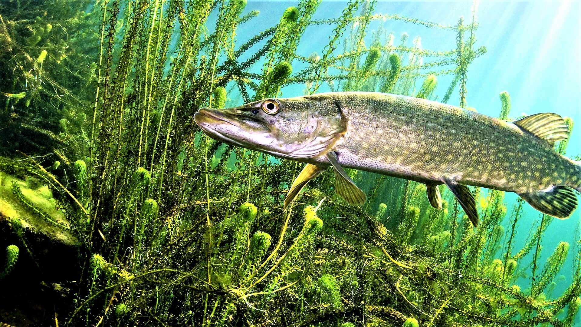 Рыбалка в теории. 14 фактов про ЩУКУ. смотреть онлайн