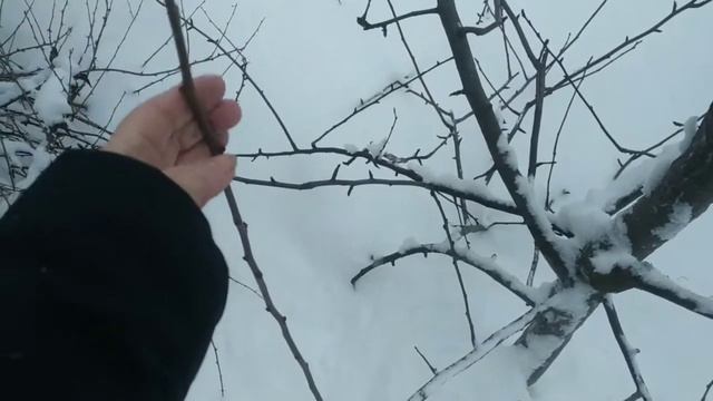 Как правильно заготавливать и хранить черенки плодовых деревьев для весенней прививки? смотреть онлайн