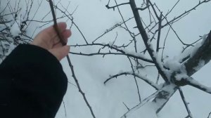 Как правильно заготавливать и хранить черенки плодовых деревьев  для весенней  прививки?